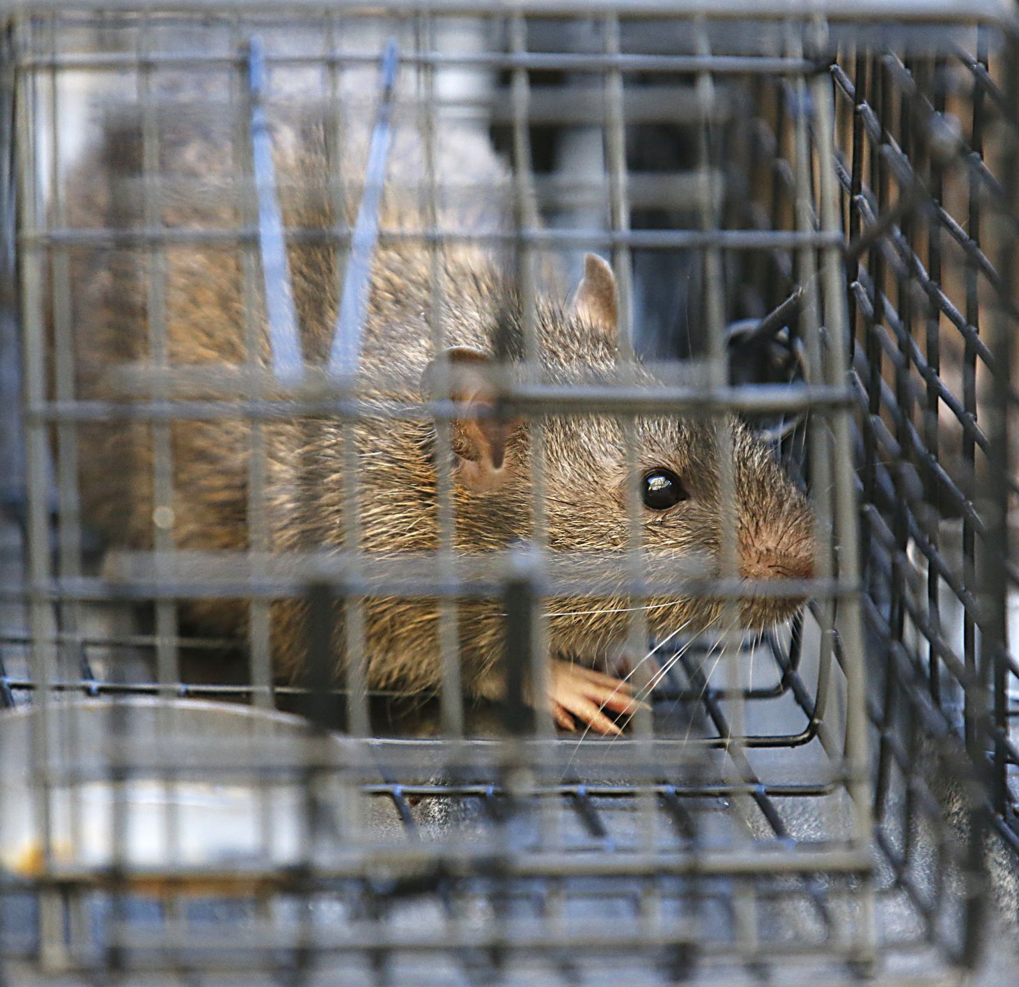 20210922_MET_RATS_BB08